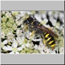 Ectemnius cavifrons - Grabwespe w01g 14mm - Tecklenburg-Habichtswald det.jpg